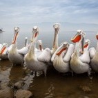 Dalmatian pelicans on Lake Kerkini.