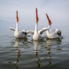 Dalmatian pelicans on Lake Kerkini.