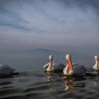 Dalmatian pelicans on Lake Kerkini.