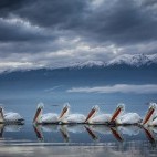 Dalmatian pelicans on Lake Kerkini.