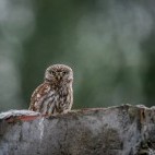 Little owl in Lake Kerkini, Greece.