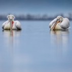 Dalmatian pelicans on Lake Kerkini.