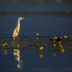 Squacco heron in Lake Kerkini, Greece.