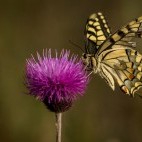 Swallowtail butterfly in Lake Kerkini, Greece.