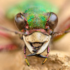 Green tiger beetle in Slovenia.