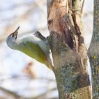 Grey-headed woodpecker