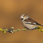 Hawfinch