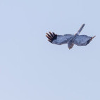 Hen harrier in Scotland