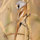 Bearded reedling in Hungary.