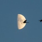 Common cranes in Hungary.