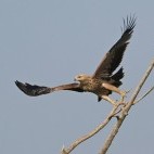 Eastern imperial eagle in Hungary.