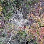 Eurasian eagle owl in Hungary.