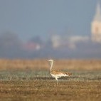 Great bustard in Hungary.