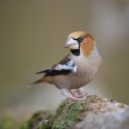 Hawfinch in Hungary.