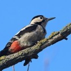 Syrian woodpecker in Hungary.