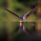 Barn swallow in Hungary.