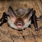 Bechstein's bat in Hungary
