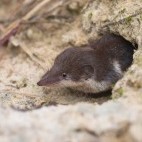 Bicoloured shrew in Hungary