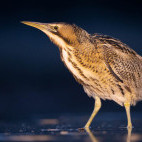 Bittern in Hungary.