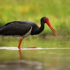 Black stork in Hungary