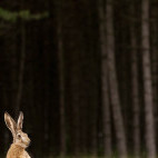 Brown hare in Hungary.