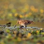 Common snipe in Hungary