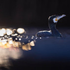 Cormorant in Hungary.