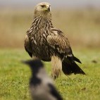 Eastern imperial eagle in Hungary