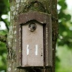Edible dormouse in Hungary