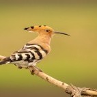 Eurasian hoopoe in Hungary