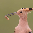 Eurasian hoopoe in Hungary.