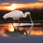 Eurasian spoonbill in Hungary.