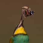 European bee-eater in Hungary.