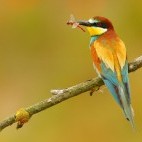 European bee-eater in Hungary