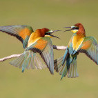 European bee-eater in Hungary.