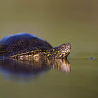 European pond terrapin in Hungary.