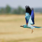 European roller in Hungary.