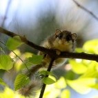 Forest dormouse in Hungary