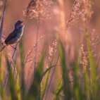 Great reed warbler in Hungary