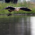 Grey heron in Hungary