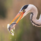 Grey heron in Hungary.