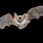 Grey long-eared bat in Hungary