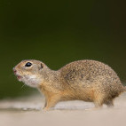 Ground squirrel in Hungary.