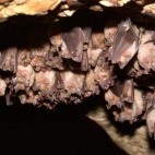 Group of greater horseshoe bats in Hungary