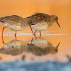 Common redshank and ruff in Hortobágy National Park, Hungary