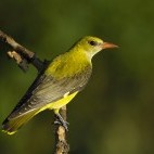 Eurasian golden oriole in Hortobágy National Park, Hungary