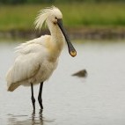 Eurasian spoonbill in Hortobágy National Park, Hungary