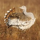 Great bustard in Hortobágy National Park, Hungary