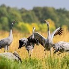 Common crane in Hortobágy National Park, Hungary