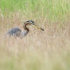 Purple heron in Hortobágy National Park, Hungary